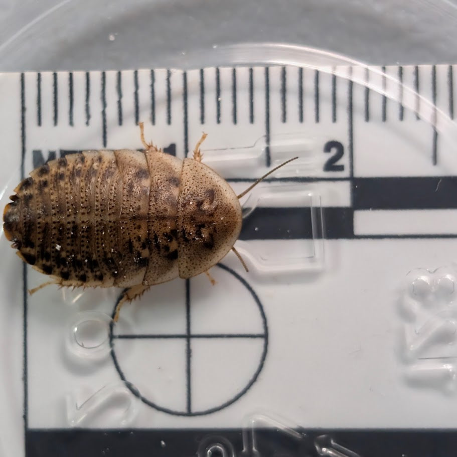 Dubia Roaches-small 1/4-1/2 inch