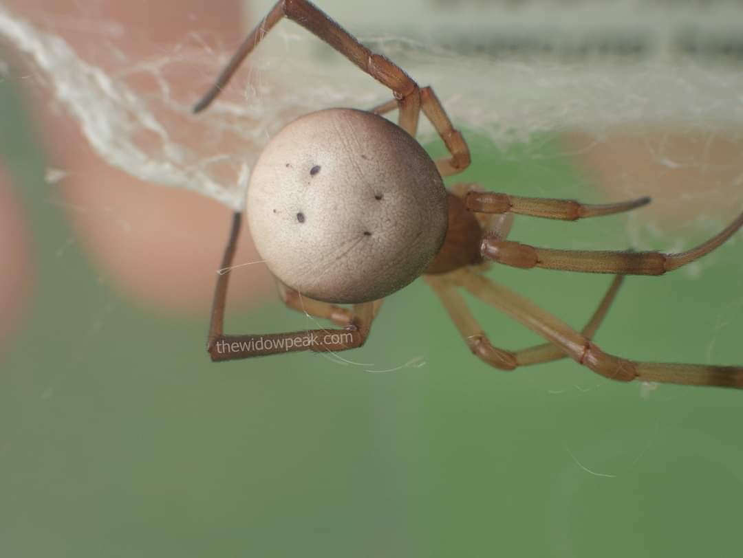 Latrodectus pallidus ( White Widow )