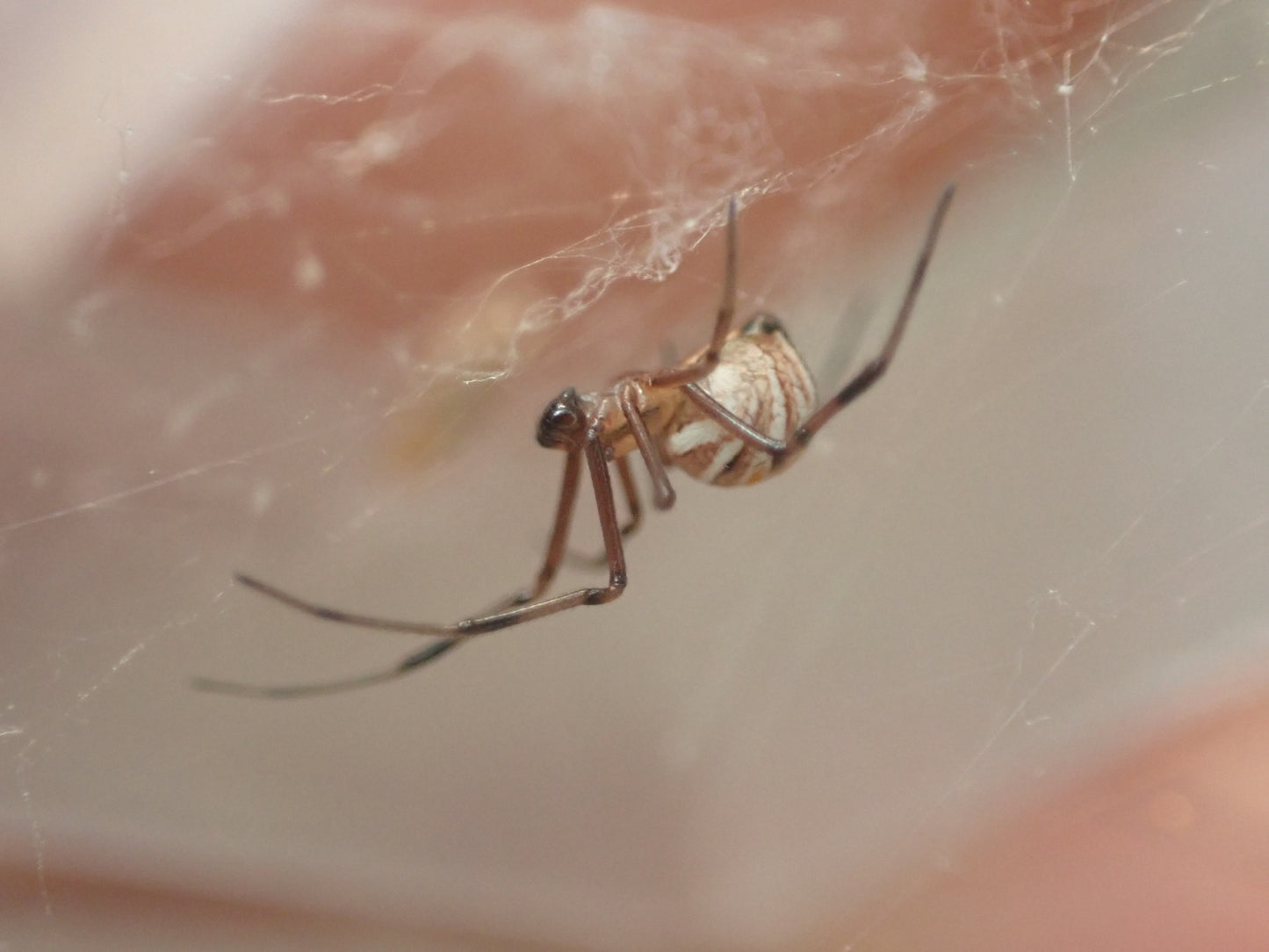 Elegant Widow Latrodectus elegans