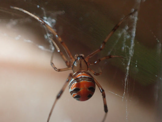 Elegant Widow Latrodectus elegans