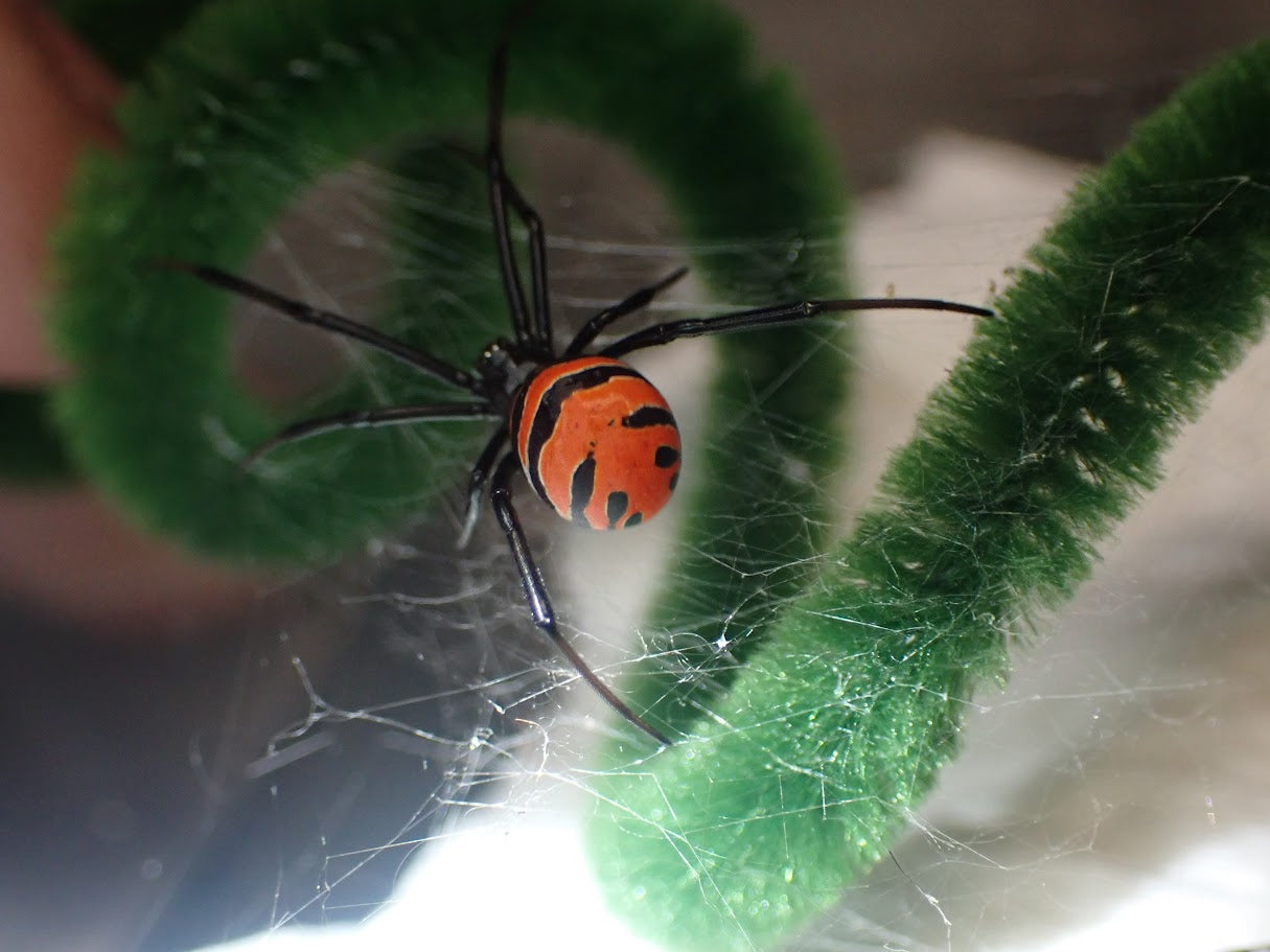 Elegant Widow Latrodectus elegans