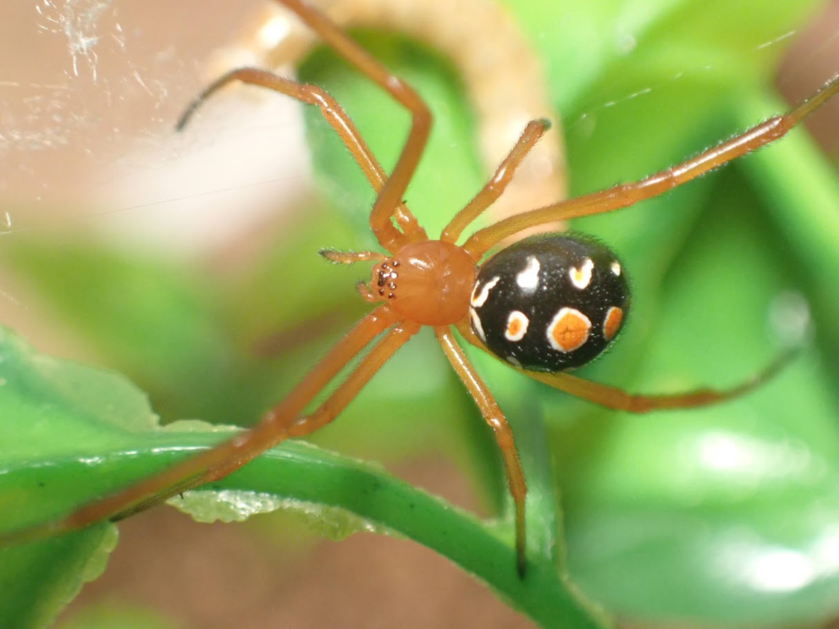 Latrodectus bishopi (Red Widow)