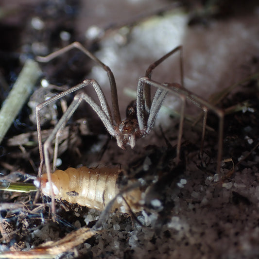 Loxosceles simillima (Namibian recluse)