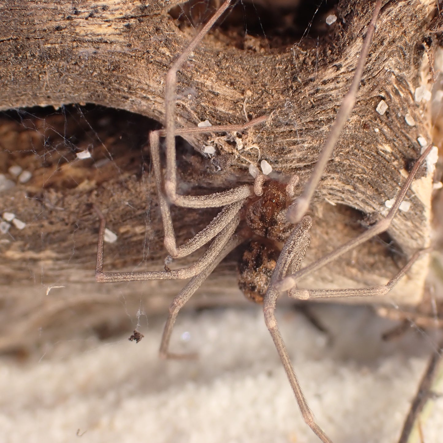 Loxosceles simillima (Namibian recluse)