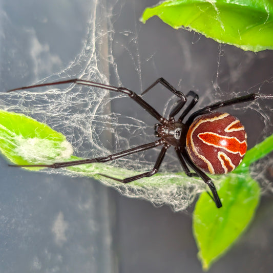 Latrodectus hesperus "texanus" (Texan Widow)