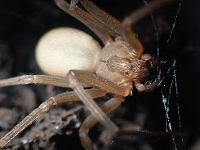 Loxosceles reclusa ( Brown Recluse)