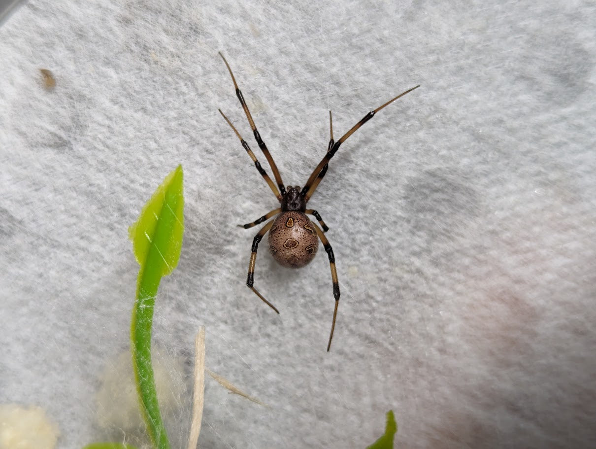 Latrodectus geometricus (Brown Widow)