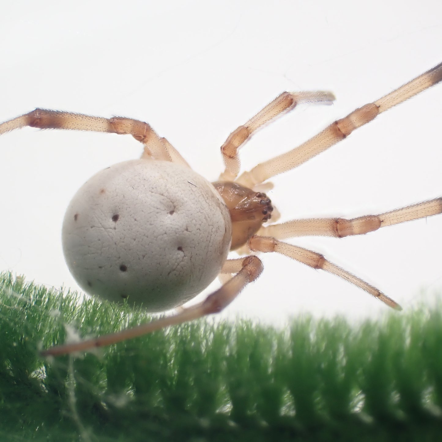 Latrodectus pallidus ( White Widow )