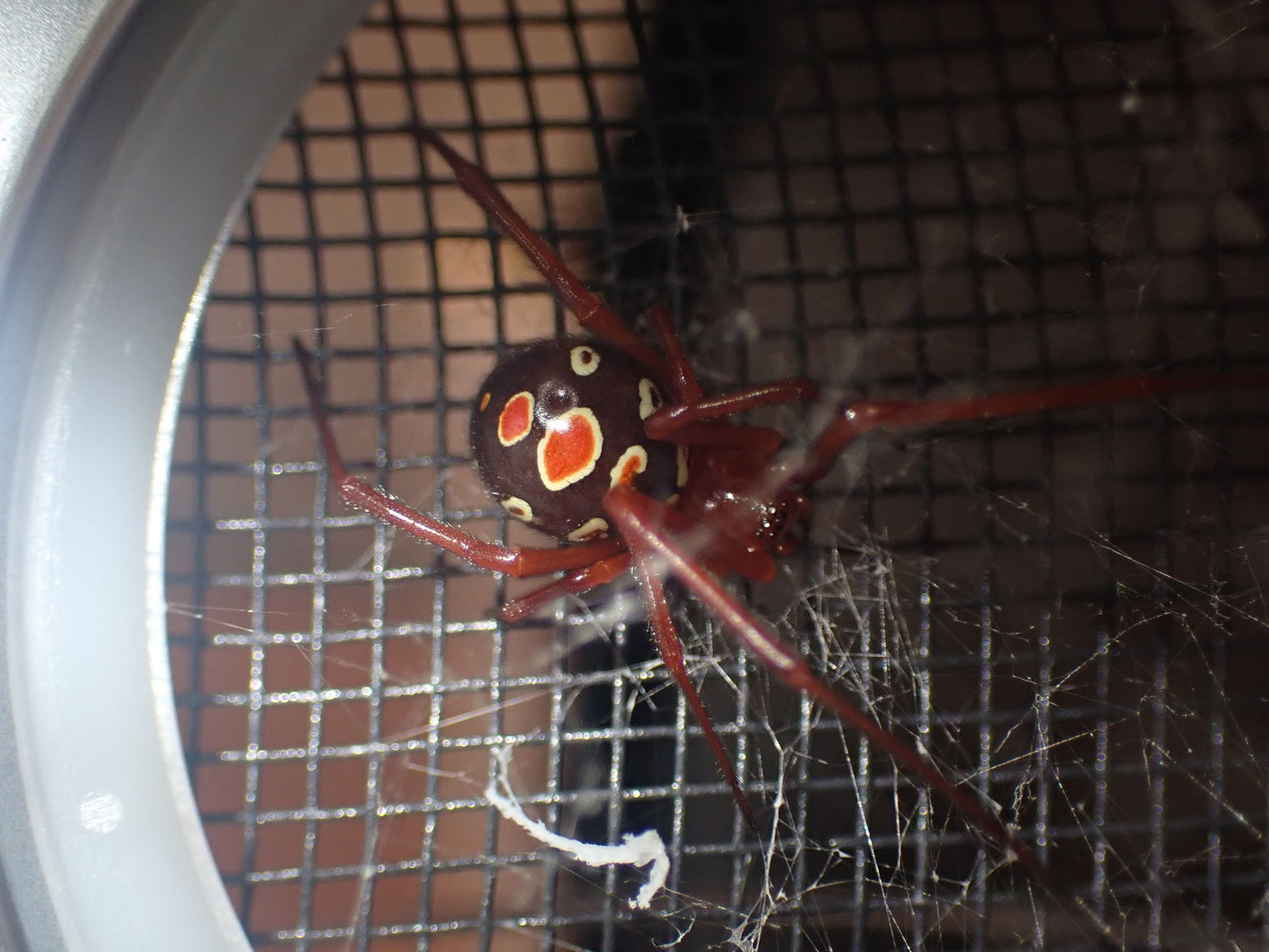 Latrodectus bishopi (Red Widow)