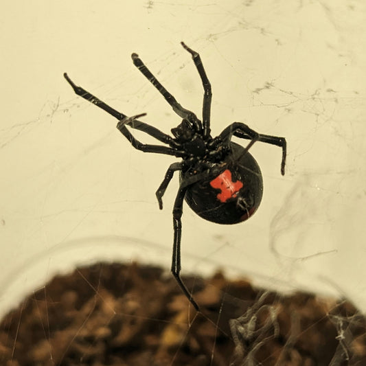 Latrodectus mactans (Southern Black Widow)