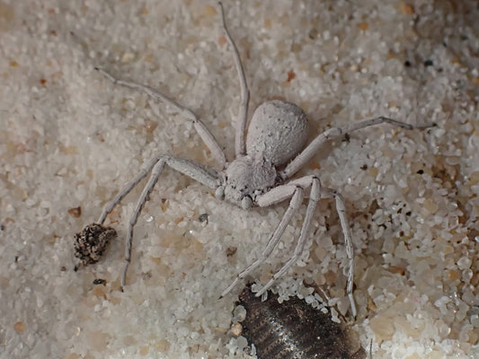 Sicarius thomisoides (Six-eyed Sand Spider)