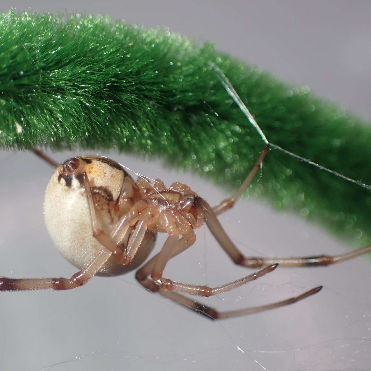 Latrodectus pallidus ( White Widow )